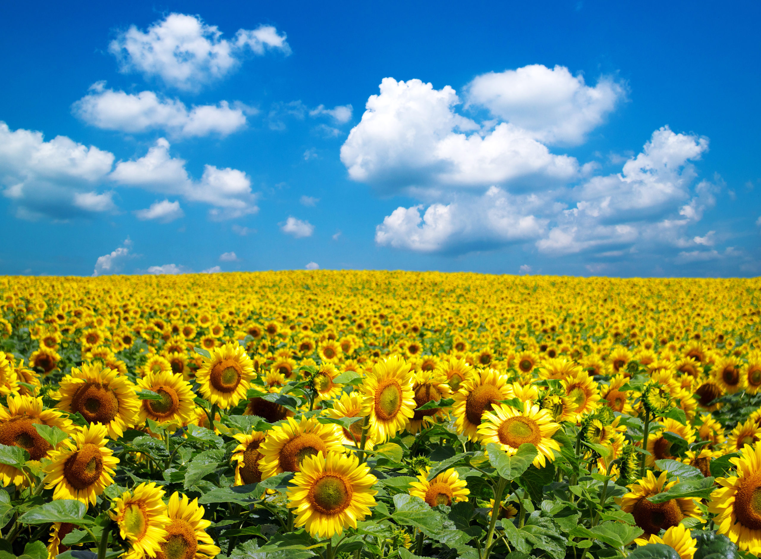 Ukraine sunflowers
